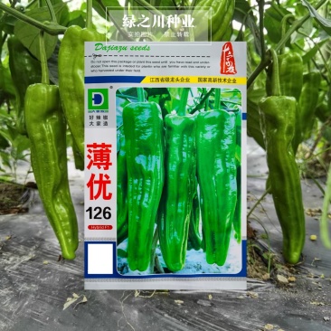 大家族薄优126翠绿皮大果薄皮泡椒种子抗病强薄皮椒种子