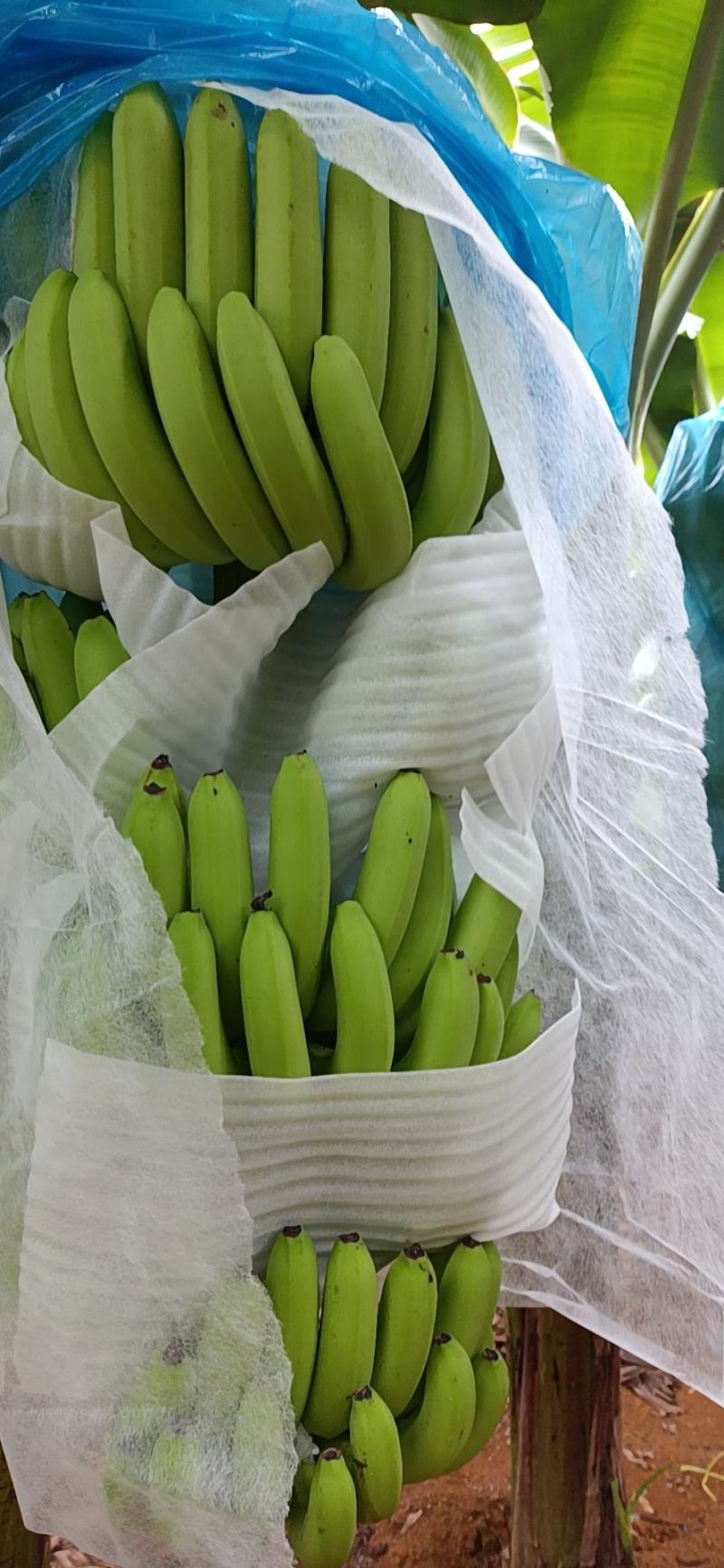 广西香蕉