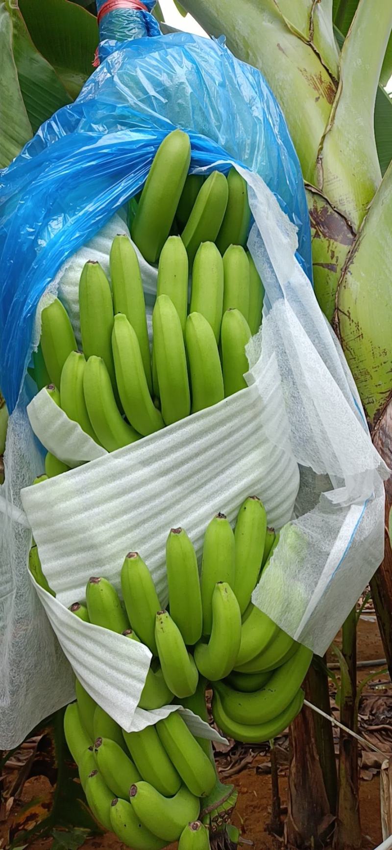 广西香蕉
