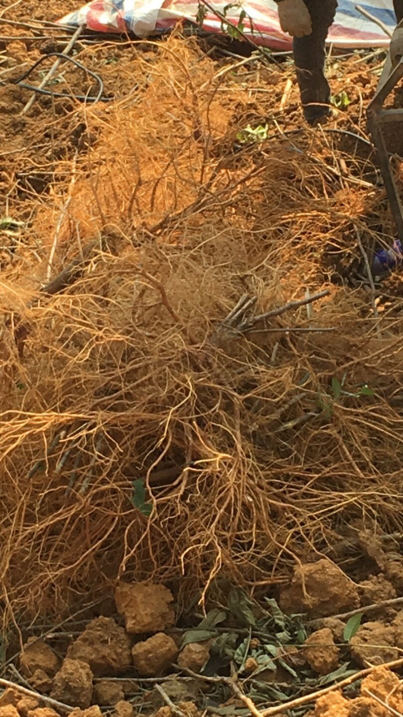 五指毛桃鲜货五指毛桃根场地直销