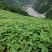 凉薯，土瓜，沙葛，地萝卜，大凉山反季节土瓜