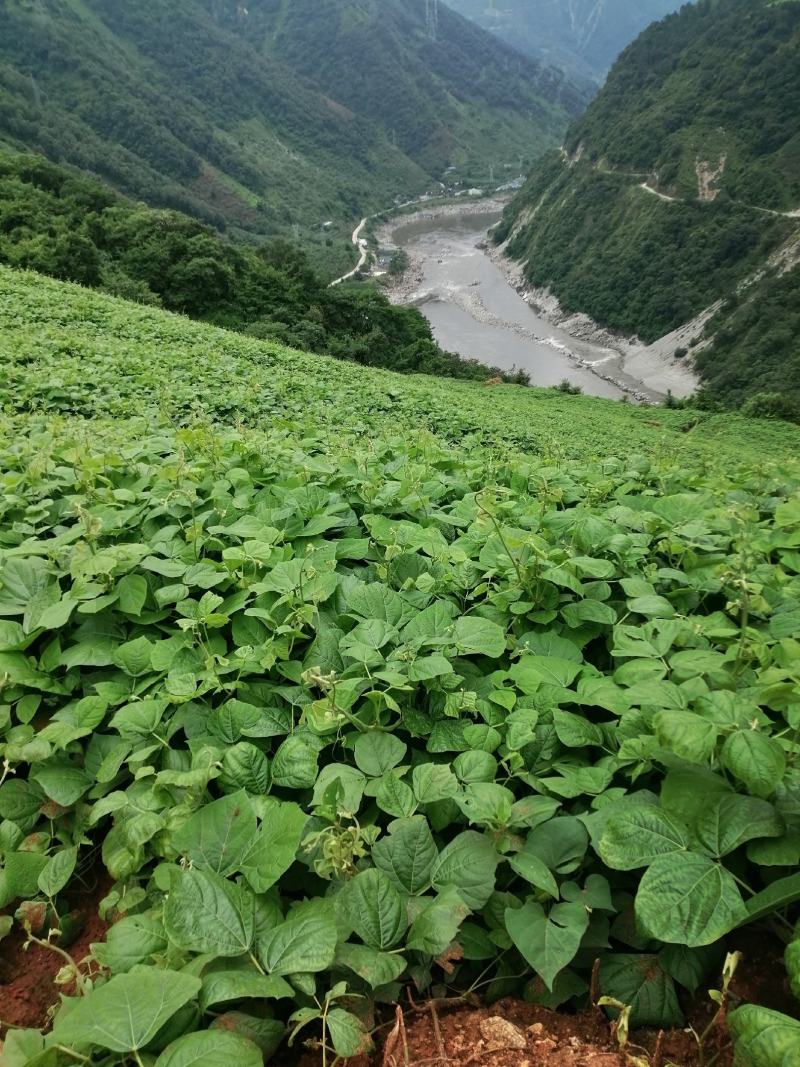 凉薯，土瓜，沙葛，地萝卜，大凉山反季节土瓜