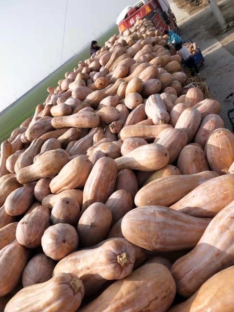 蜜本南瓜头茬千亩基地，工厂货电商货常年供应