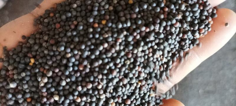 湖北本地油菜籽水份十点以下