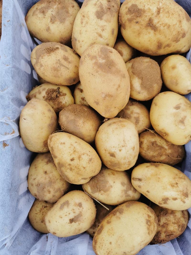 榆林黄心土豆V7纯沙地优质货品质量保证，大量供应