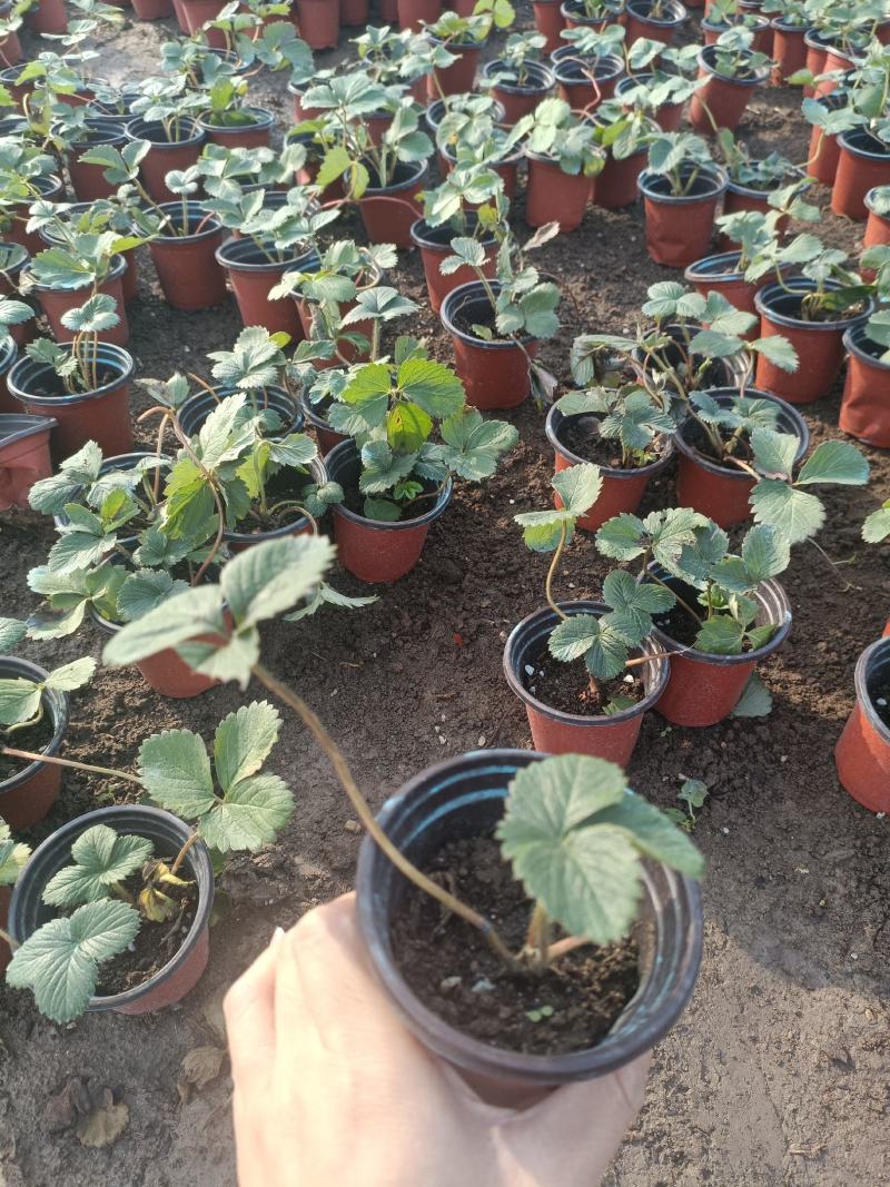 草莓苗穴盘草莓苗四季盆栽草莓苗脱毒草莓苗南北方种植阳台