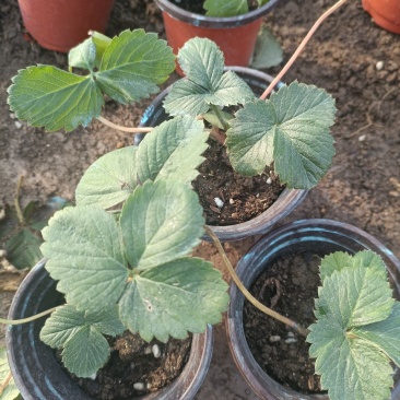 草莓苗穴盘草莓苗四季盆栽草莓苗脱毒草莓苗南北方种植阳台