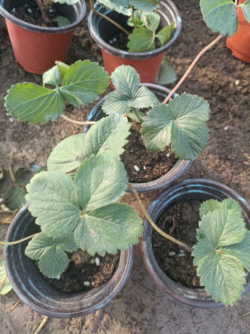草莓苗穴盘草莓苗四季盆栽草莓苗脱毒草莓苗南北方种植阳台