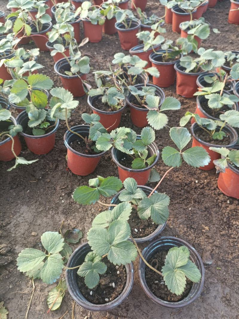 草莓苗穴盘草莓苗四季盆栽草莓苗脱毒草莓苗南北方种植阳台