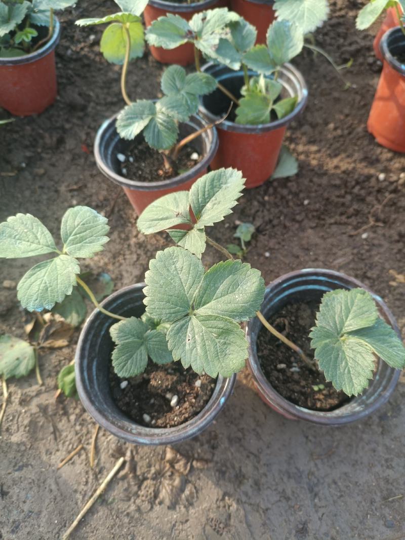 草莓苗穴盘草莓苗四季盆栽草莓苗脱毒草莓苗南北方种植阳台
