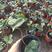 草莓苗穴盘草莓苗四季盆栽草莓苗脱毒草莓苗南北方种植阳台