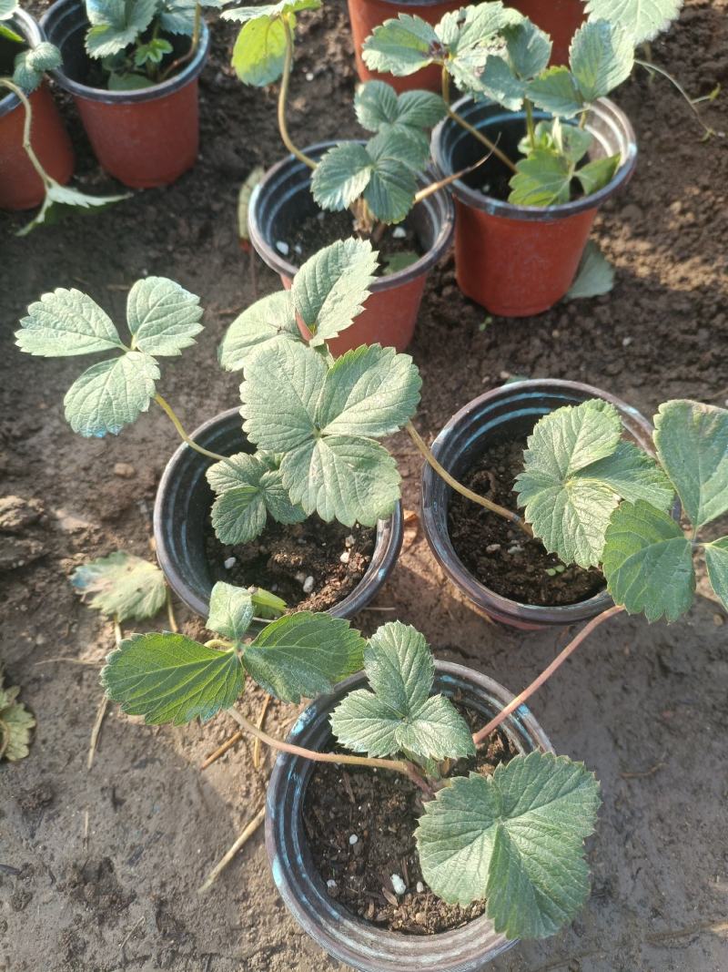 草莓苗穴盘草莓苗四季盆栽草莓苗脱毒草莓苗南北方种植阳台