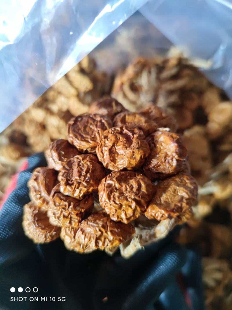 2020年头茬新货滑子菇干货特产滑子菇批发
