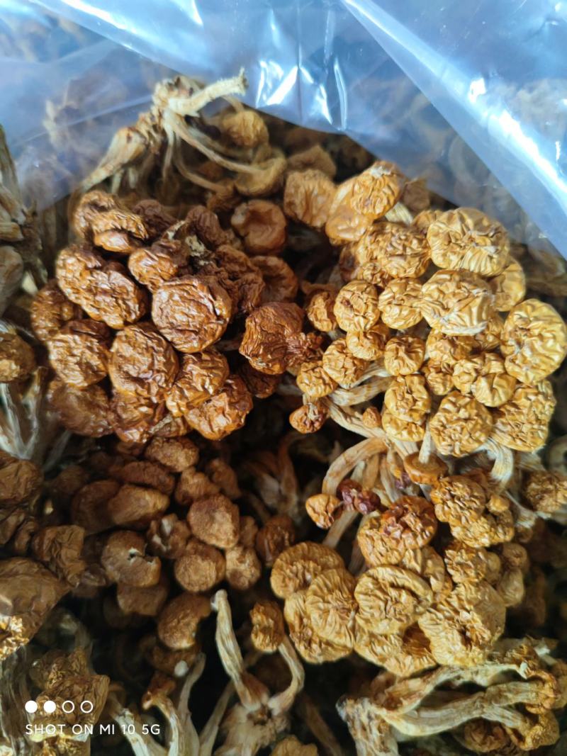 2020年头茬新货滑子菇干货特产滑子菇批发