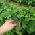 法兰地草莓苗新品种大面积种植南北方适应抗寒四季奶香酸甜