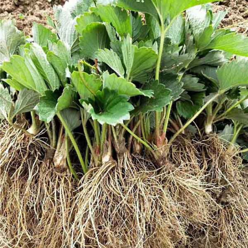 法兰地草莓苗新品种大面积种植南北方适应抗寒四季奶香酸甜