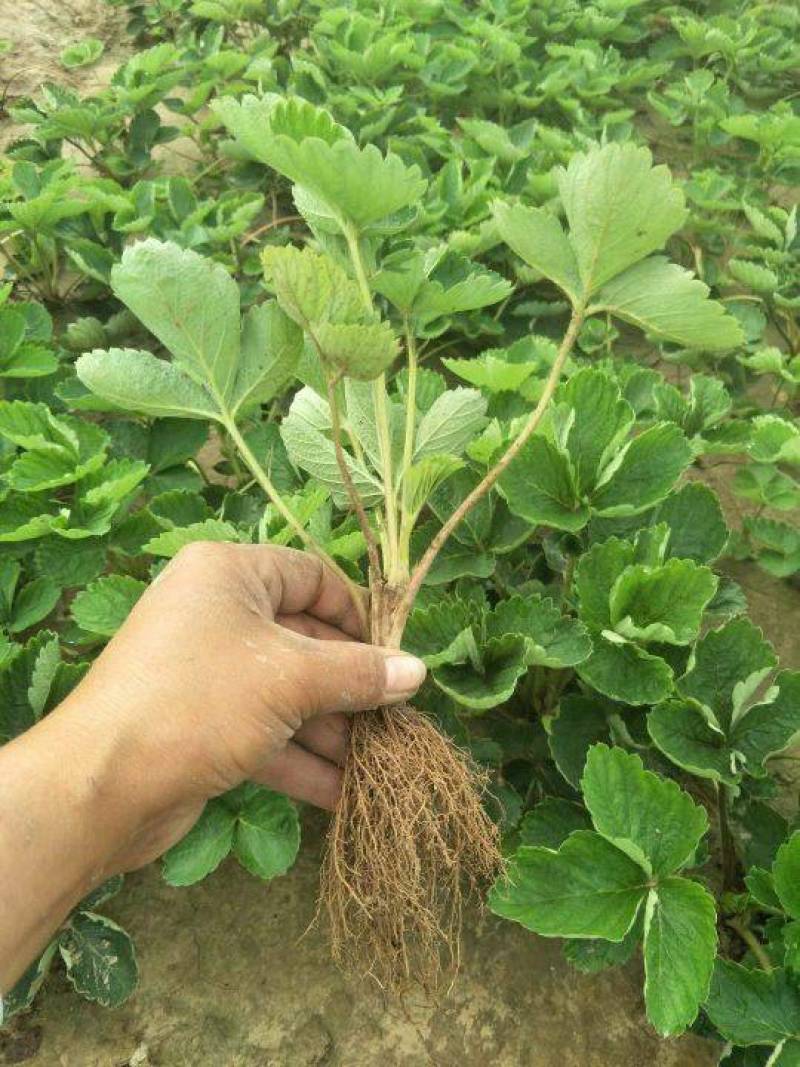 法兰地草莓苗新品种大面积种植南北方适应抗寒四季奶香酸甜