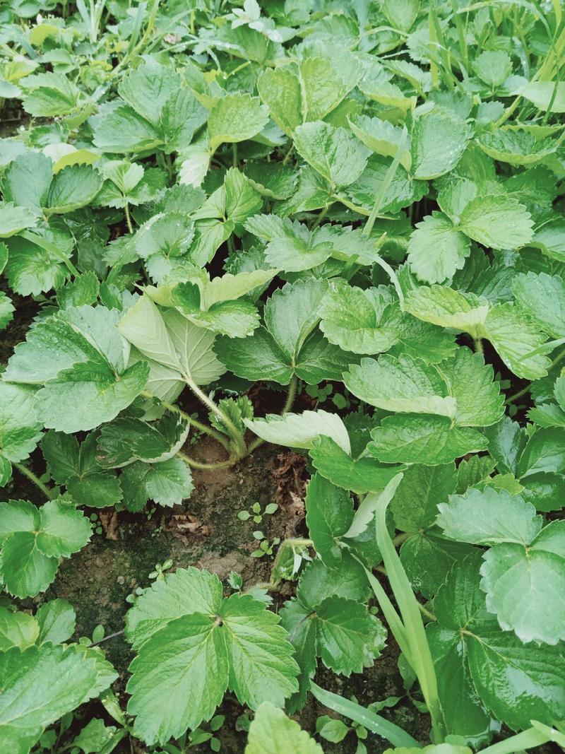 法兰地草莓苗新品种大面积种植南北方适应抗寒四季奶香酸甜