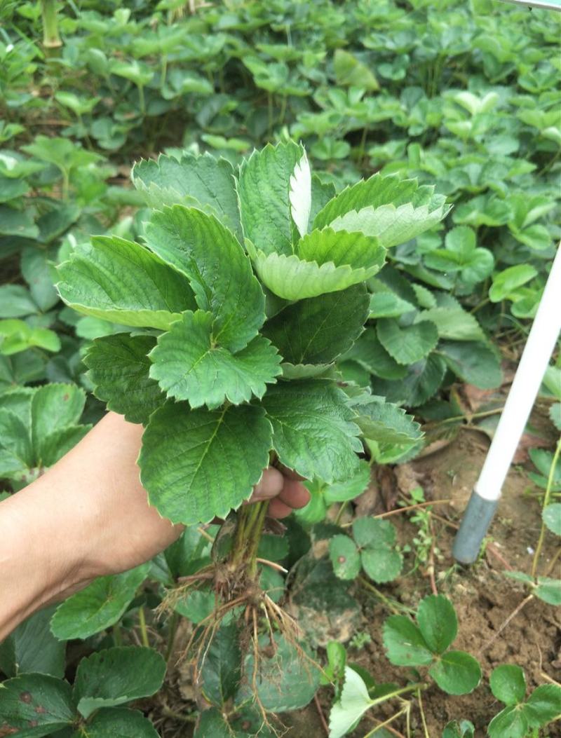 法兰地草莓苗新品种大面积种植南北方适应抗寒四季奶香酸甜