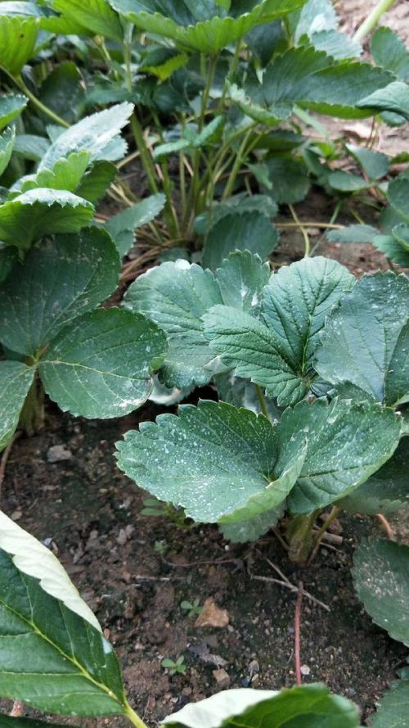 法兰地草莓苗新品种大面积种植南北方适应抗寒四季奶香酸甜