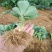 甜查理草莓苗地栽盆栽大面积种植南北方适应抗寒四季牛奶草莓