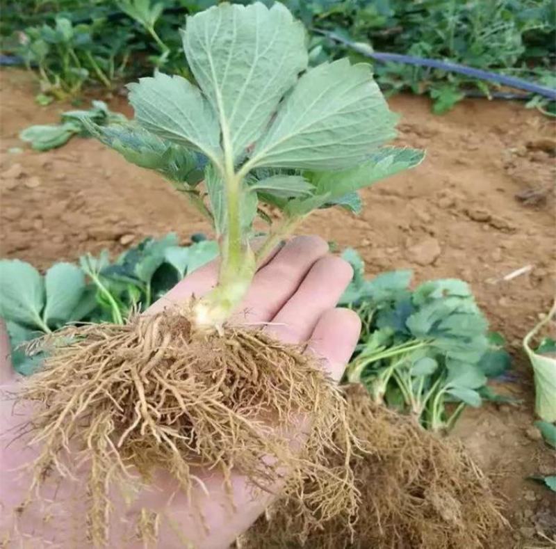 甜查理草莓苗地栽盆栽大面积种植南北方适应抗寒四季牛奶草莓