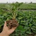 甜查理草莓苗地栽盆栽大面积种植南北方适应抗寒四季牛奶草莓