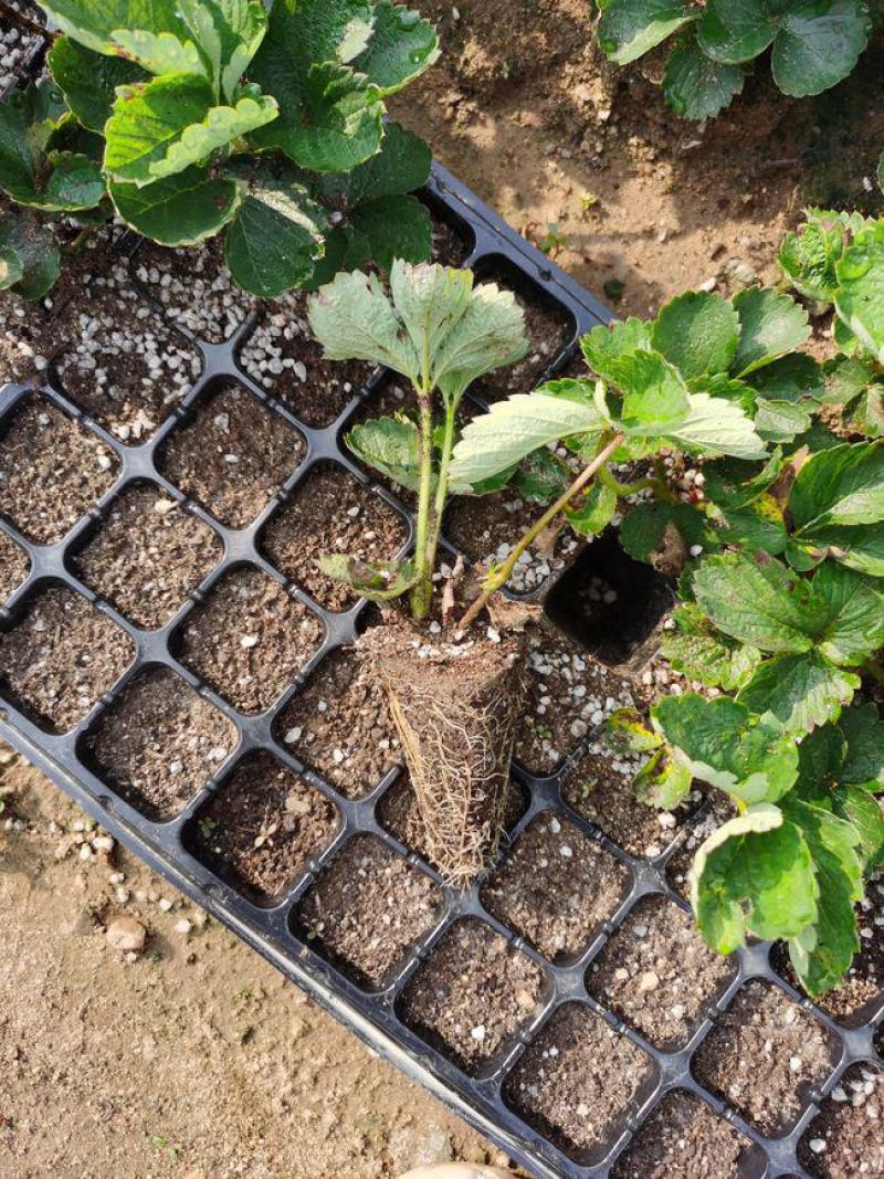 甜查理草莓苗地栽盆栽大面积种植南北方适应抗寒四季牛奶草莓