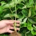 甜查理草莓苗地栽盆栽大面积种植南北方适应抗寒四季牛奶草莓