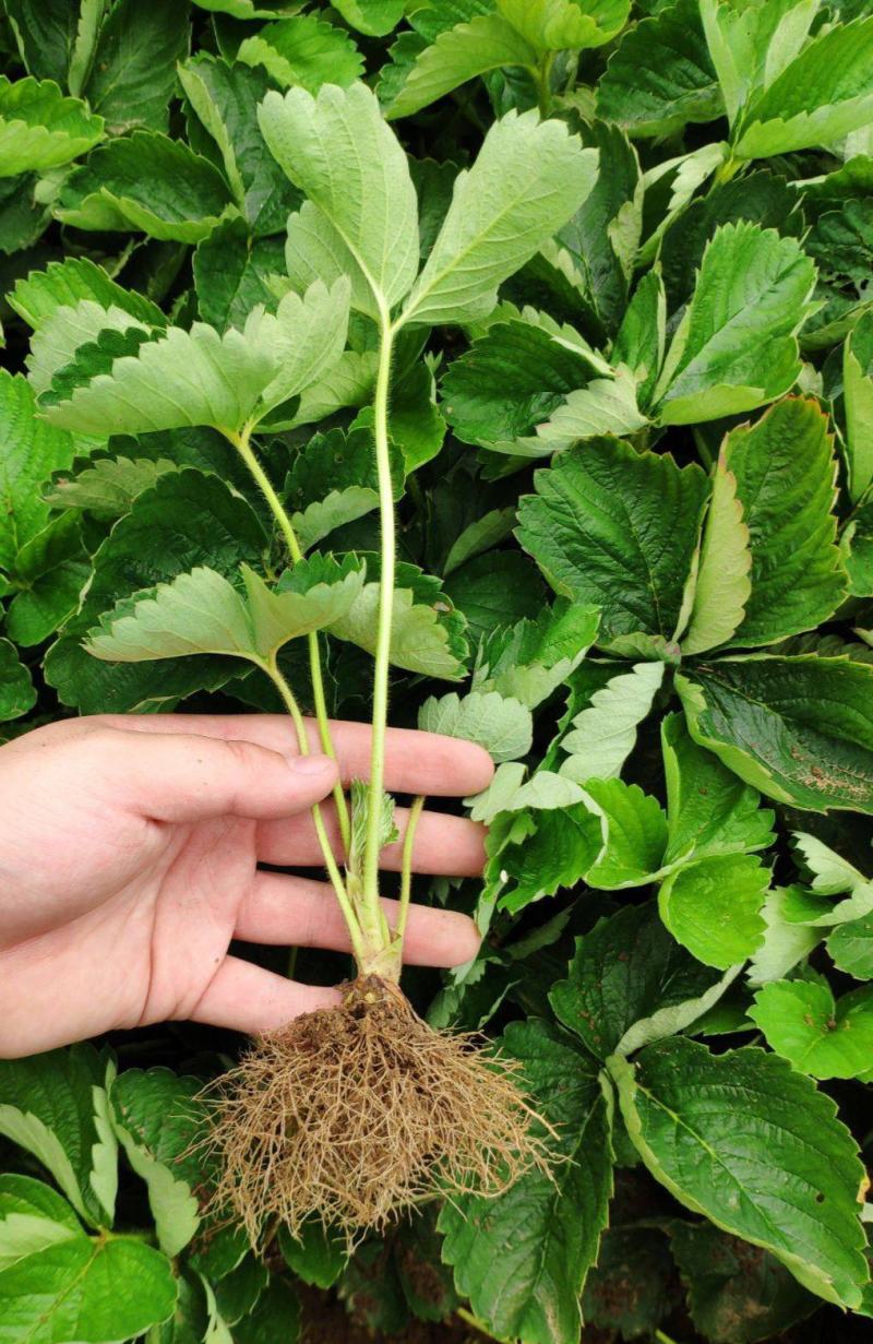 甜查理草莓苗地栽盆栽大面积种植南北方适应抗寒四季牛奶草莓
