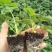 甜查理草莓苗地栽盆栽大面积种植南北方适应抗寒四季牛奶草莓