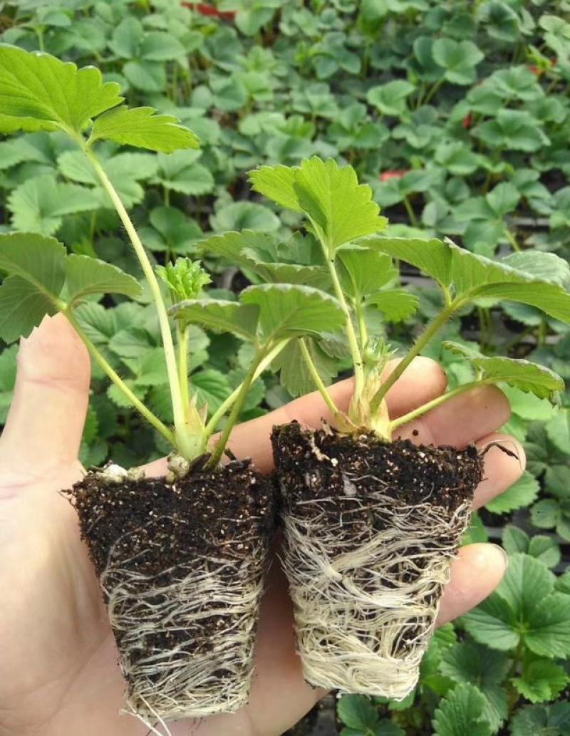 甜查理草莓苗地栽盆栽大面积种植南北方适应抗寒四季牛奶草莓