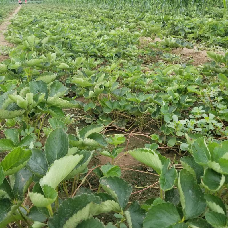 甜查理草莓苗地栽盆栽大面积种植南北方适应抗寒四季牛奶草莓