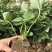 甜查理草莓苗地栽盆栽大面积种植南北方适应抗寒四季牛奶草莓