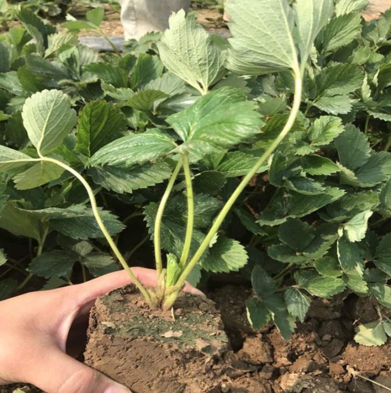 甜查理草莓苗地栽盆栽大面积种植南北方适应抗寒四季牛奶草莓