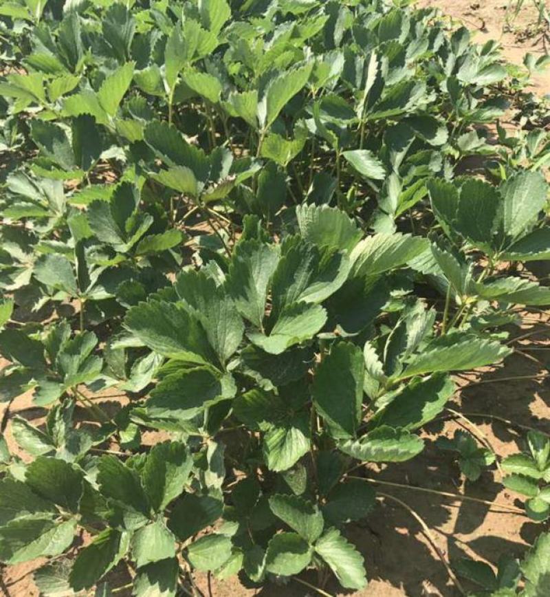 甜查理草莓苗地栽盆栽大面积种植南北方适应抗寒四季牛奶草莓