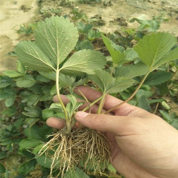 甜查理草莓苗地栽盆栽大面积种植南北方适应抗寒四季牛奶草莓