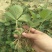 甜查理草莓苗地栽盆栽大面积种植南北方适应抗寒四季牛奶草莓