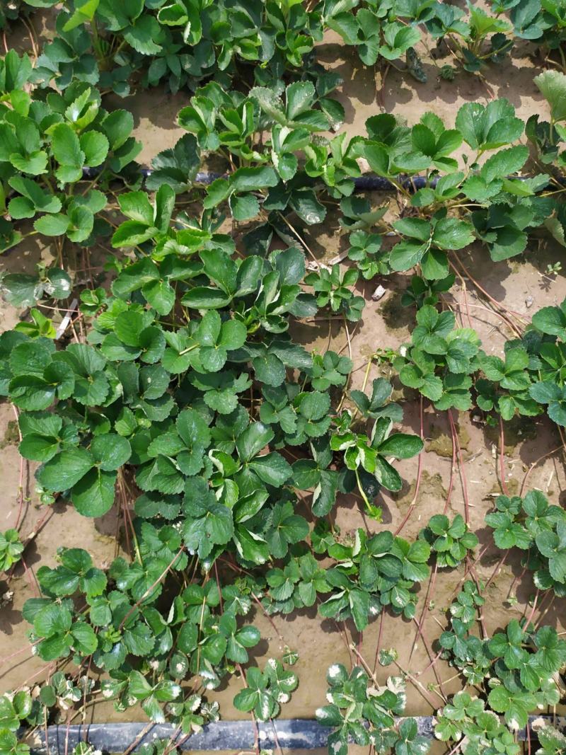 甜查理草莓苗地栽盆栽大面积种植南北方适应抗寒四季牛奶草莓
