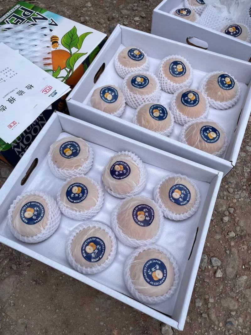 安徽山东河南秋月梨树苗，金果梨树苗，9月初成熟，