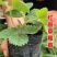 红颜奶油草莓甜查理四季食用草莓带果带盆栽好种植苗室内阳台