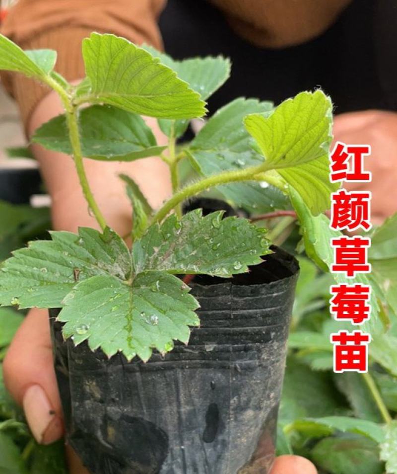 红颜奶油草莓甜查理四季食用草莓带果带盆栽好种植苗室内阳台