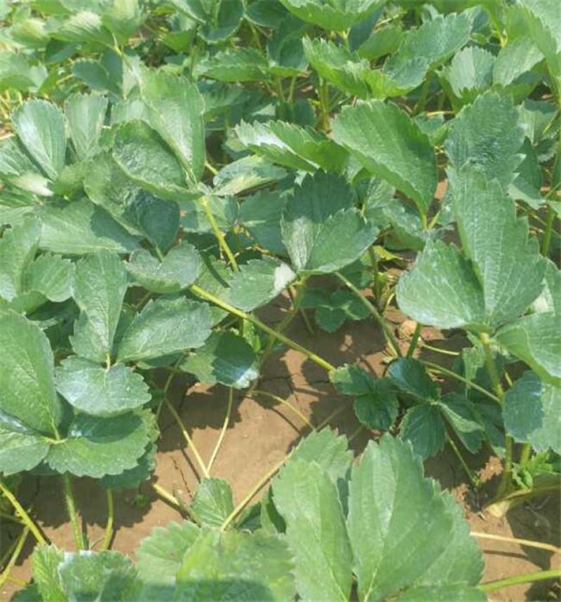 红颜奶油草莓甜查理四季食用草莓带果带盆栽好种植苗室内阳台