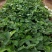 红颜奶油草莓甜查理四季食用草莓带果带盆栽好种植苗室内阳台