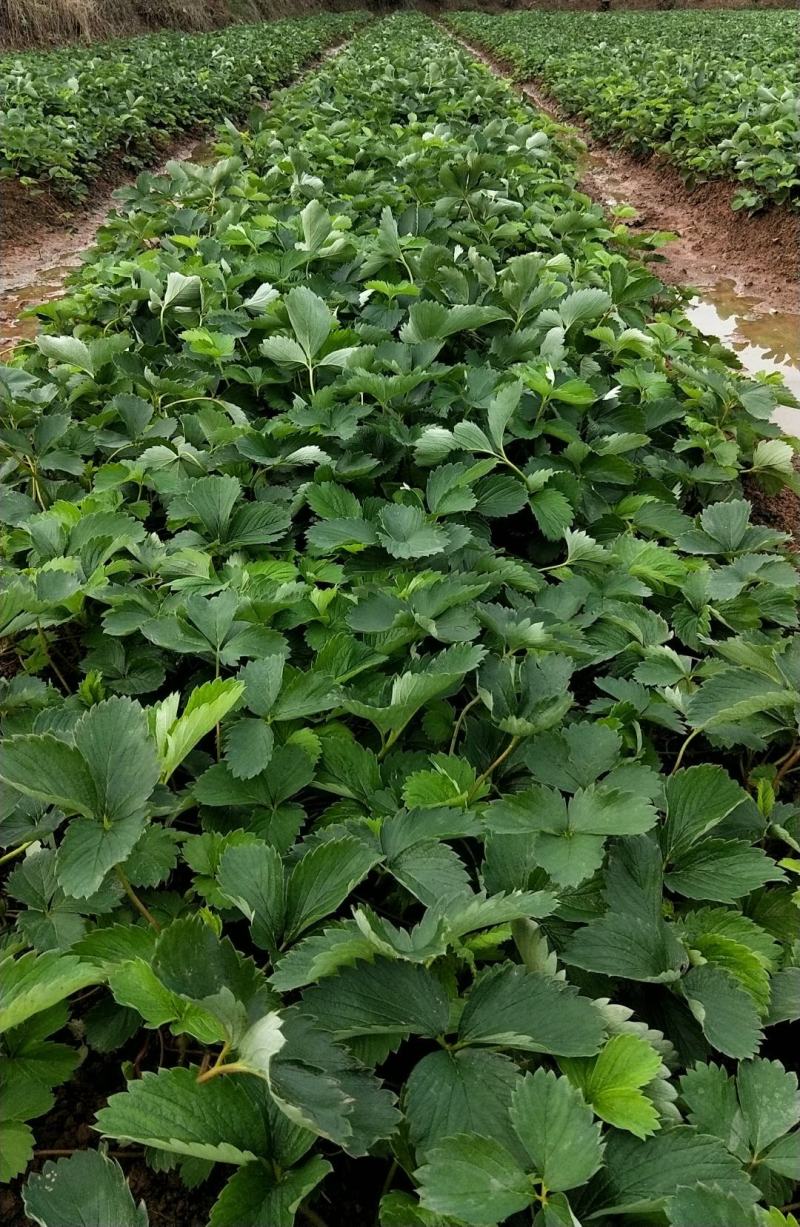 红颜奶油草莓甜查理四季食用草莓带果带盆栽好种植苗室内阳台