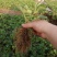 红颜奶油草莓甜查理四季食用草莓带果带盆栽好种植苗室内阳台