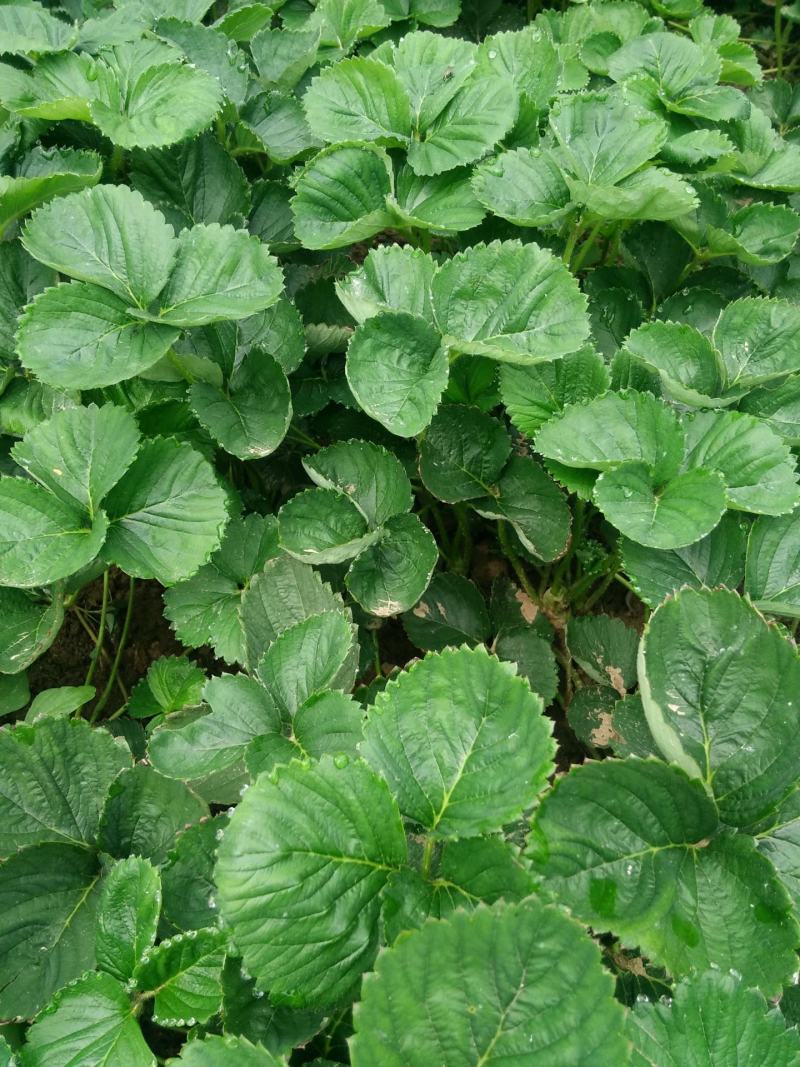 红颜奶油草莓甜查理四季食用草莓带果带盆栽好种植苗室内阳台
