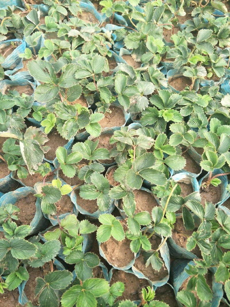 红颜奶油草莓甜查理四季食用草莓带果带盆栽好种植苗室内阳台