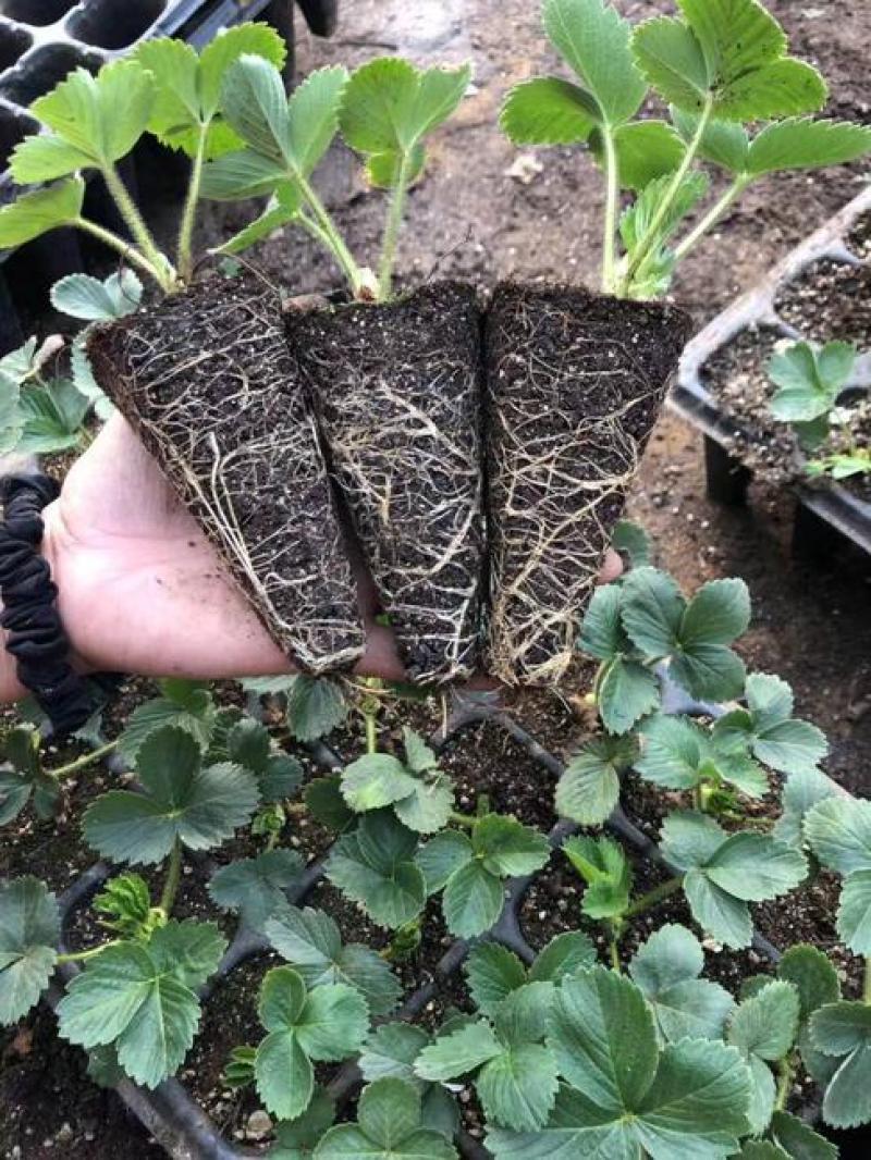 红颜奶油草莓甜查理四季食用草莓带果带盆栽好种植苗室内阳台