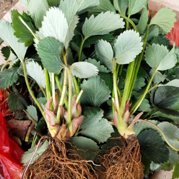 红颜奶油草莓甜查理四季食用草莓带果带盆栽好种植苗室内阳台